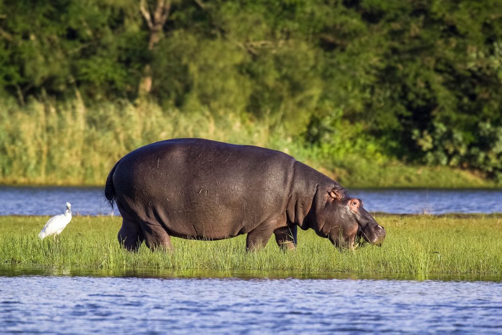 Isimangaliso wetland Park, South African Tours