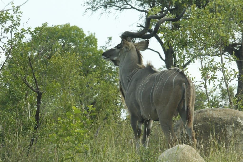 Nyala