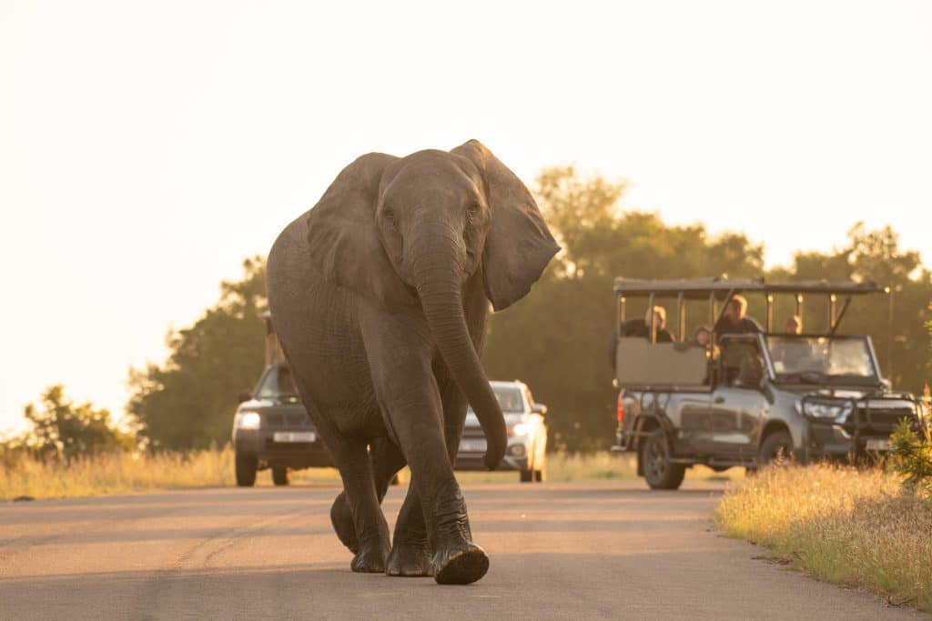 An elephant walks down a road with cars and a safari vehicle nearby. The sun is setting, casting a warm glow on the scene. Tourists observe the elephant from the vehicles, surrounded by trees and grass.