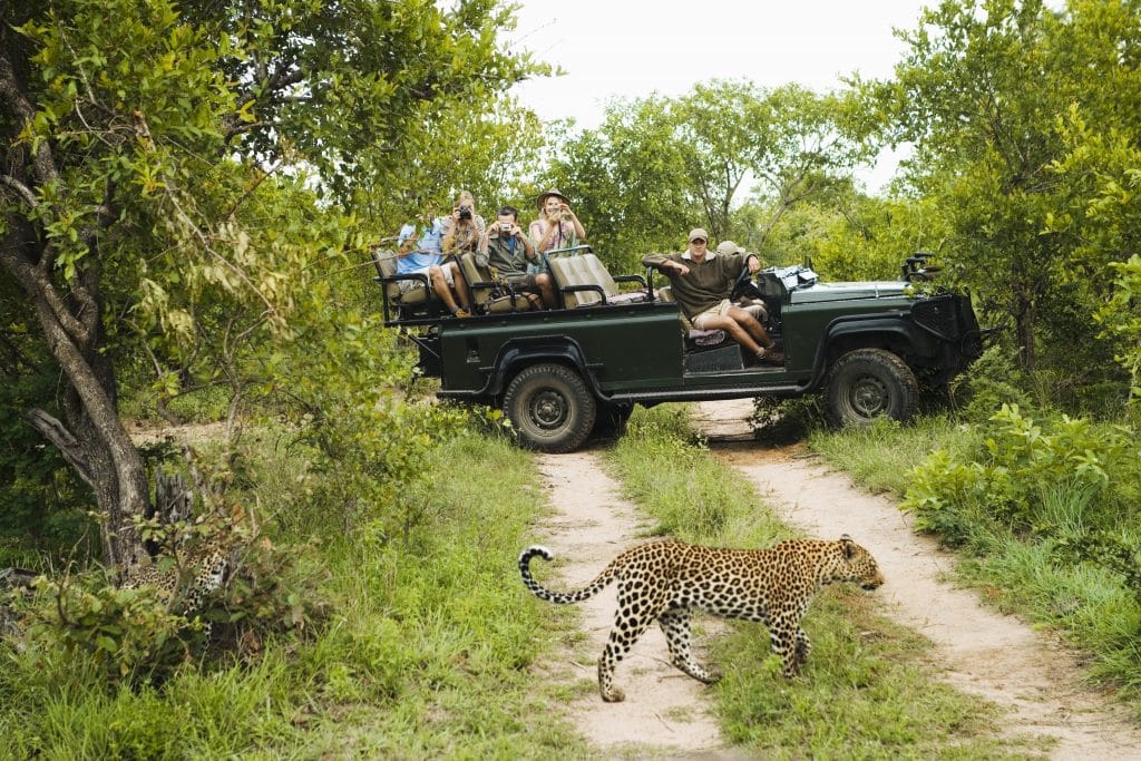 A group of people in a safari jeep observe a leopard walking across a dirt path in a lush, green landscape. The jeep is parked amidst dense foliage, providing a clear view of the animal.