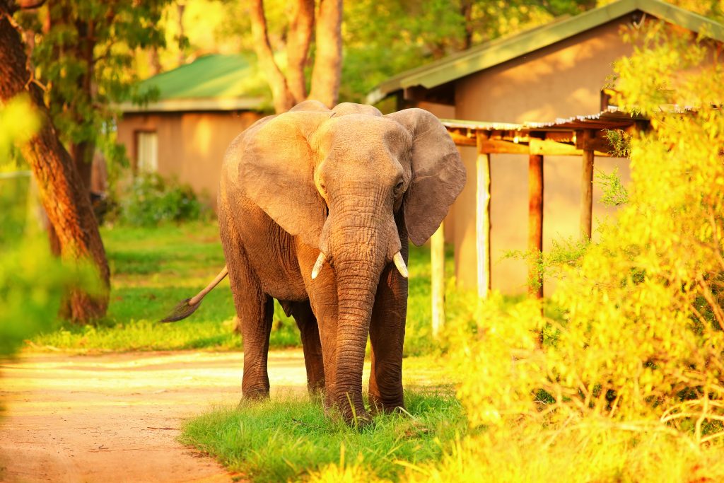 An elephant walking on a dirt path with lush greenery in the background, partially obscuring a building. The sun casts a warm, golden light over the scene, highlighting the elephant and the surrounding vegetation.