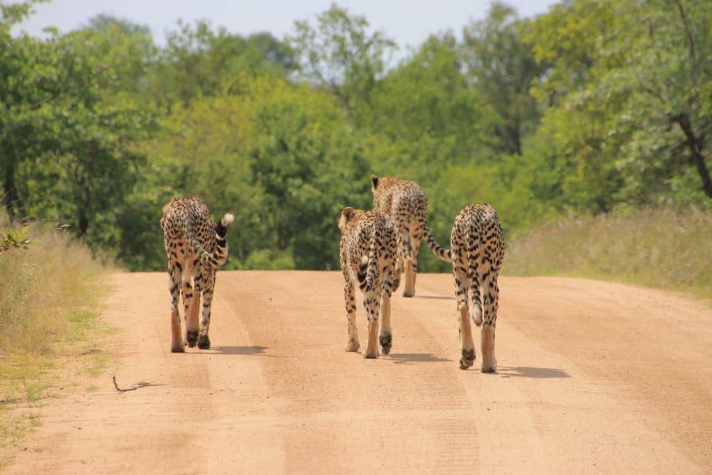 Four cheetahs walking down a dirt road with green trees lining each side.