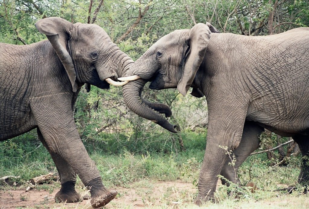 Two elephants face each other, playfully interlocking their trunks and tusks. They stand amidst green foliage on a grassy landscape.