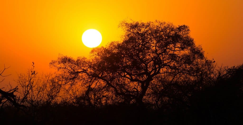 A large tree silhouette stands against a vivid orange and yellow sunset. The sun is prominently visible in the sky, casting warm light over the scene, with branches and leaves subtly detailed against the bright background.