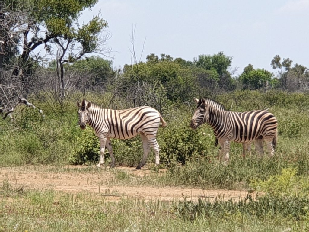 Two zebras stand side by side on a dirt path, surrounded by green shrubs and trees under a clear sky.