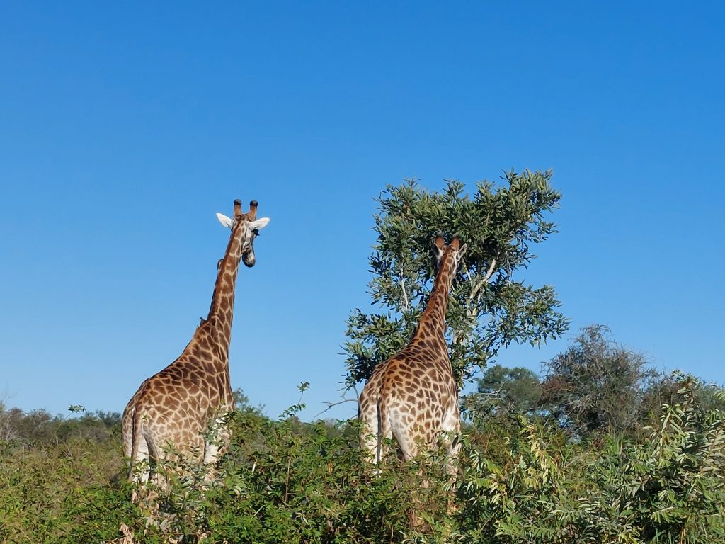 Two giraffes standing amidst green foliage under a clear blue sky. One giraffe faces forward while the other turns to the side, near a tall, leafy tree. The scene captures a bright and serene day in the wild.