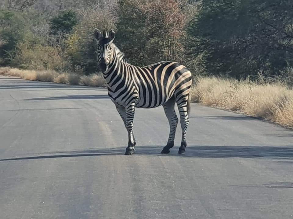 A zebra stands on a paved road in Kruger National Park, surrounded by dry grasses and sparse trees. The sunlight highlights its distinctive black and white stripes against the natural backdrop.