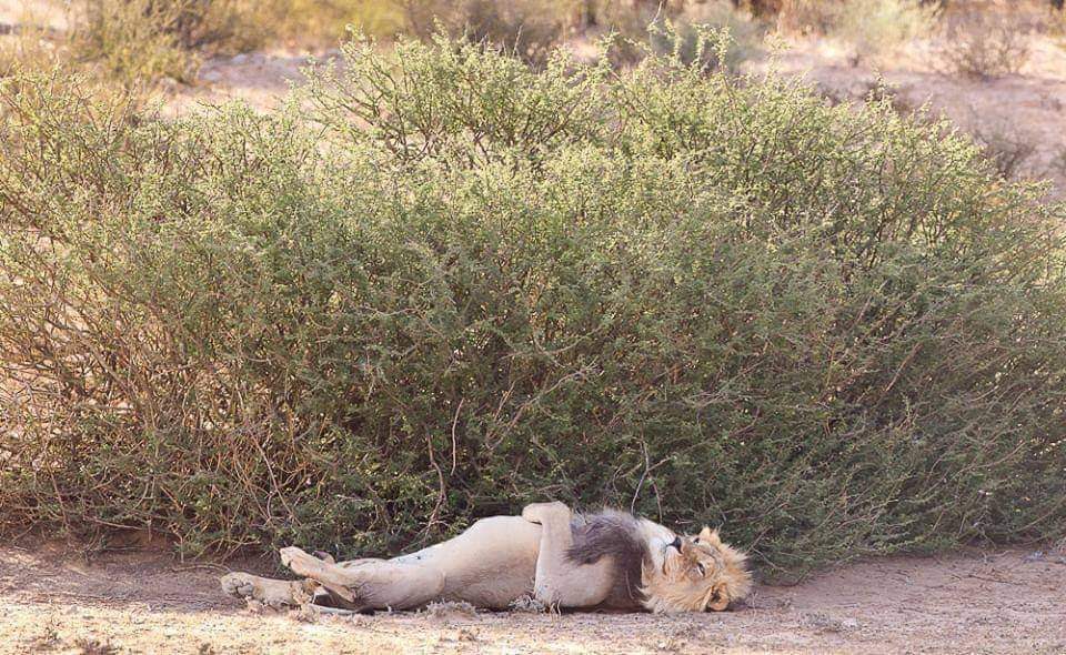 A lion lies on its back, resting in the shade of a large bush in a dry, sandy landscape at Kruger National Park. Its eyes are closed in relaxation, and the bush provides a green backdrop amid the arid surroundings.