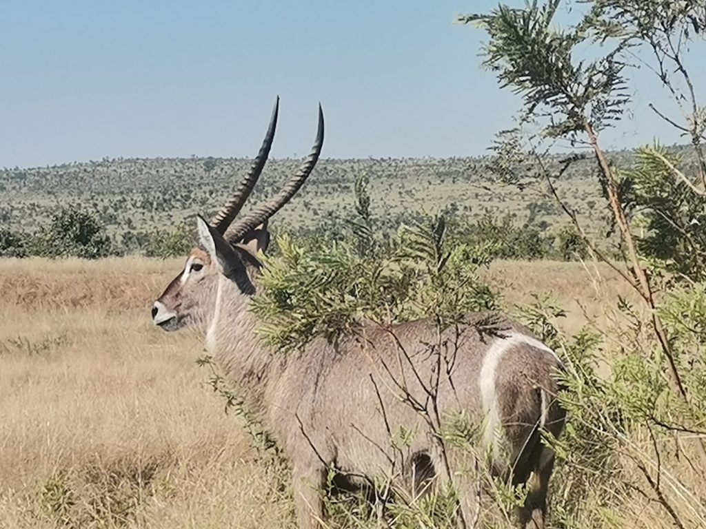 An antelope with long, curved horns stands in a dry grassy landscape, partly obscured by green shrubs. The background features an expansive savannah under a clear blue sky.