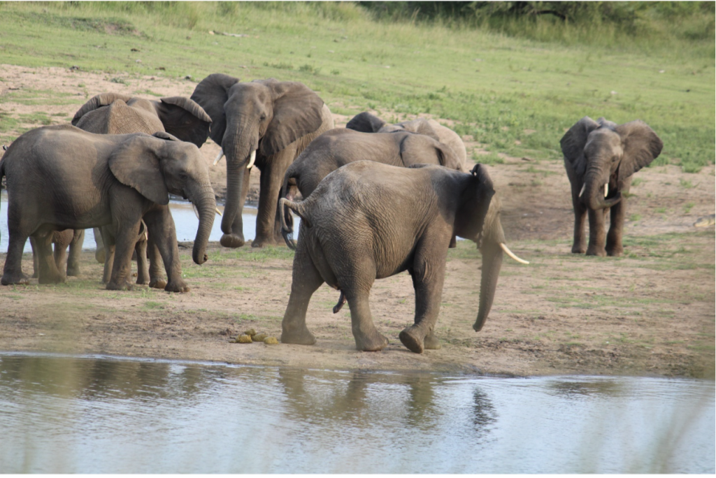 A group of elephants gathers near a waterhole in a grassy landscape. One elephant is closer to the water, while others stand nearby, with a mix of young and adult elephants visible. The background is lush with greenery.