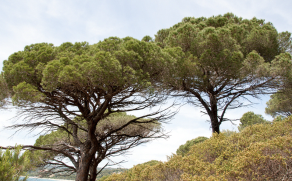 Two tall pine trees with broad canopies stand against a light blue sky. Bushes and greenery fill the foreground, and distant hints of water suggest an ocean or lake in the background. The scene is tranquil and sunlit.