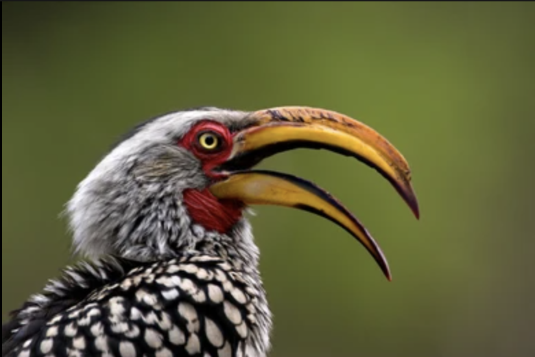 Close-up of a yellow-billed hornbill with its beak open, displaying its distinctive yellow and black curved beak and speckled feathers. The background is a soft, out-of-focus green, highlighting the birds striking features.