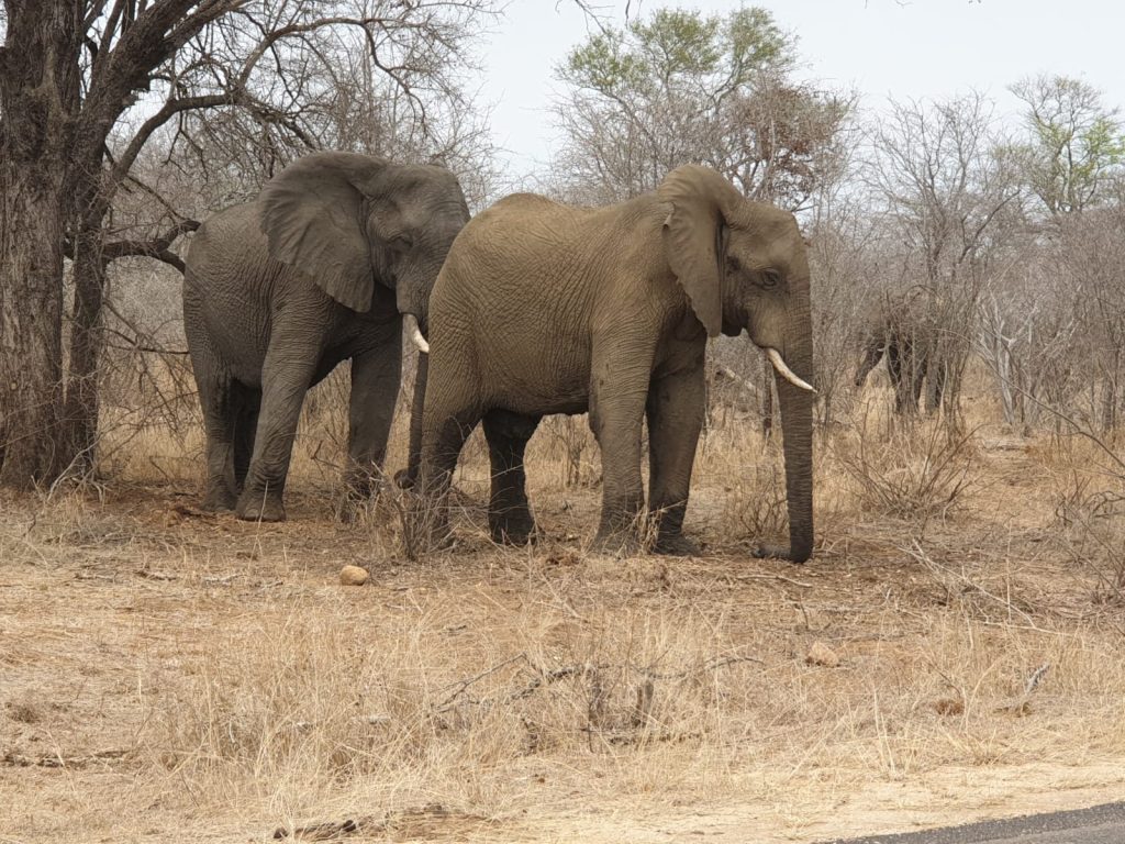 Two elephants standing close together in a dry, sparse landscape with trees. The elephants have tusks and are surrounded by dry grass and leafless branches, under a clear sky.