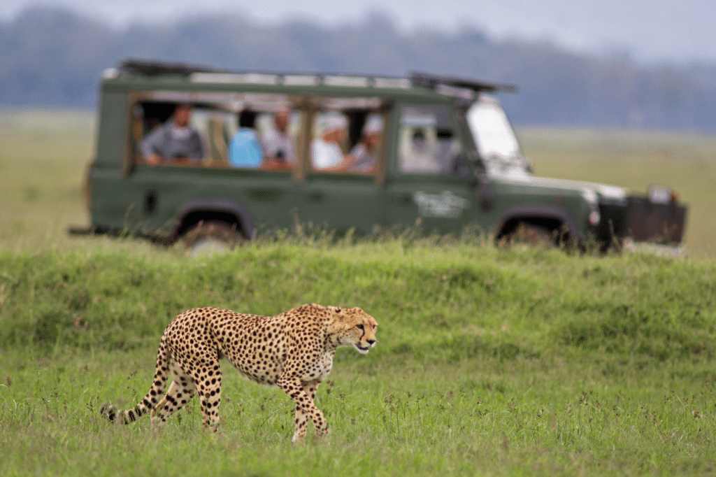 A cheetah walks through green grass, with a group of people observing from an open-top safari vehicle in the background.