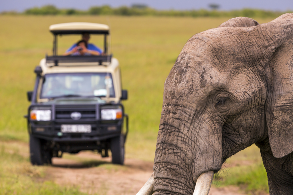 An elephant is seen close-up in the foreground with tusks visible, standing on a grassy plain. In the background, a person is taking photographs from a safari vehicle with a raised roof. The sky is overcast.