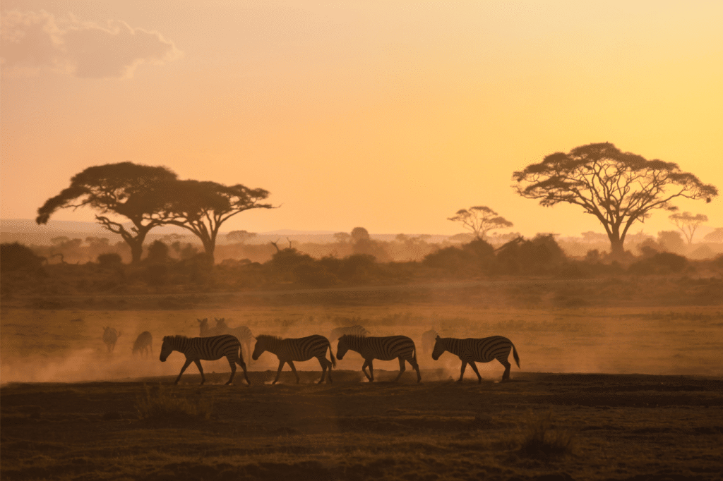 Silhouetted zebras walk through a dusty savanna at sunset, with acacia trees and a hazy golden sky in the background.