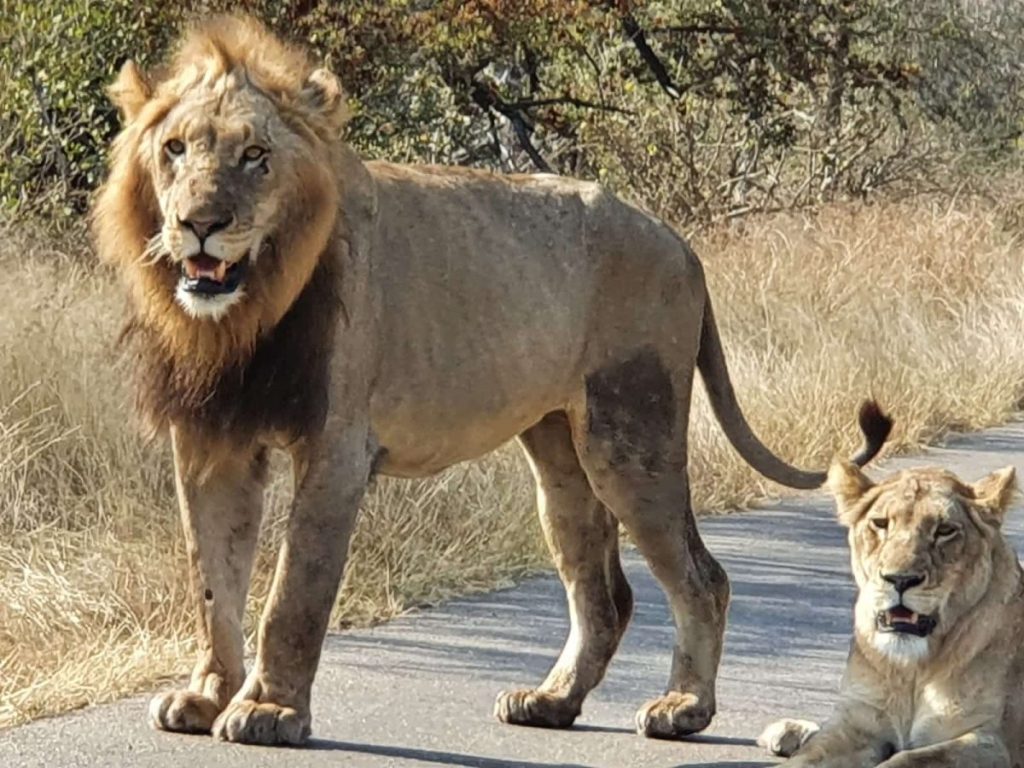 A male lion stands on a paved road, looking forward, with a thick mane. Beside him, a lioness rests on the ground, eyes partially closed. Surrounding them is dry grass and sparse trees under clear daylight.