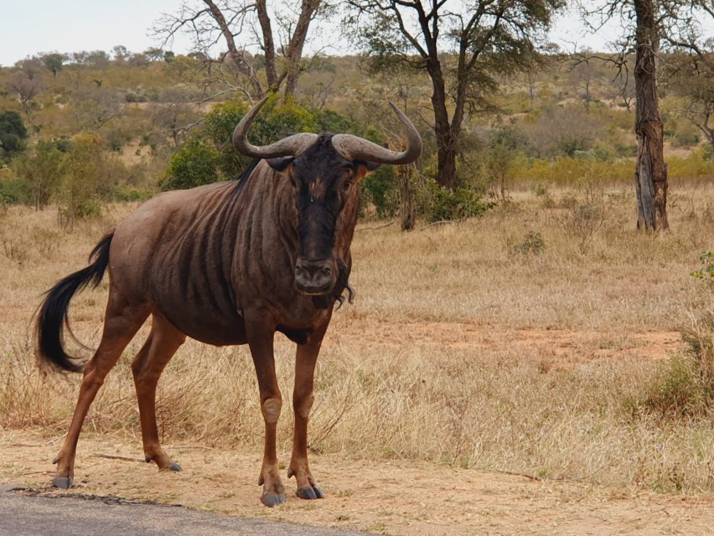 A lone wildebeest stands on a grassy area near a paved road, surrounded by sparse trees and shrubs in a dry, savanna-like landscape. The sky is clear, highlighting the animals distinctive curved horns and striped body.