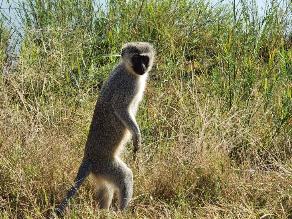 A vervet monkey stands upright among tall grass, with a backdrop of lush greenery and a hint of water in the distance.