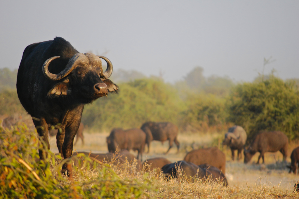 A large buffalo with curved horns is standing in the foreground, looking to the side. In the background, more buffalo graze on dry grass in a savanna landscape, with trees and a hazy sky.