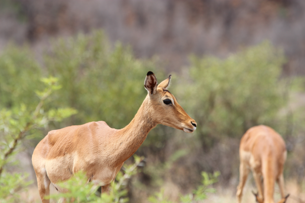 A side view of an impala standing in a natural setting with blurred greenery and another impala partially visible in the background. The impalas tan coat and upright ears are prominent against the soft-focus backdrop.