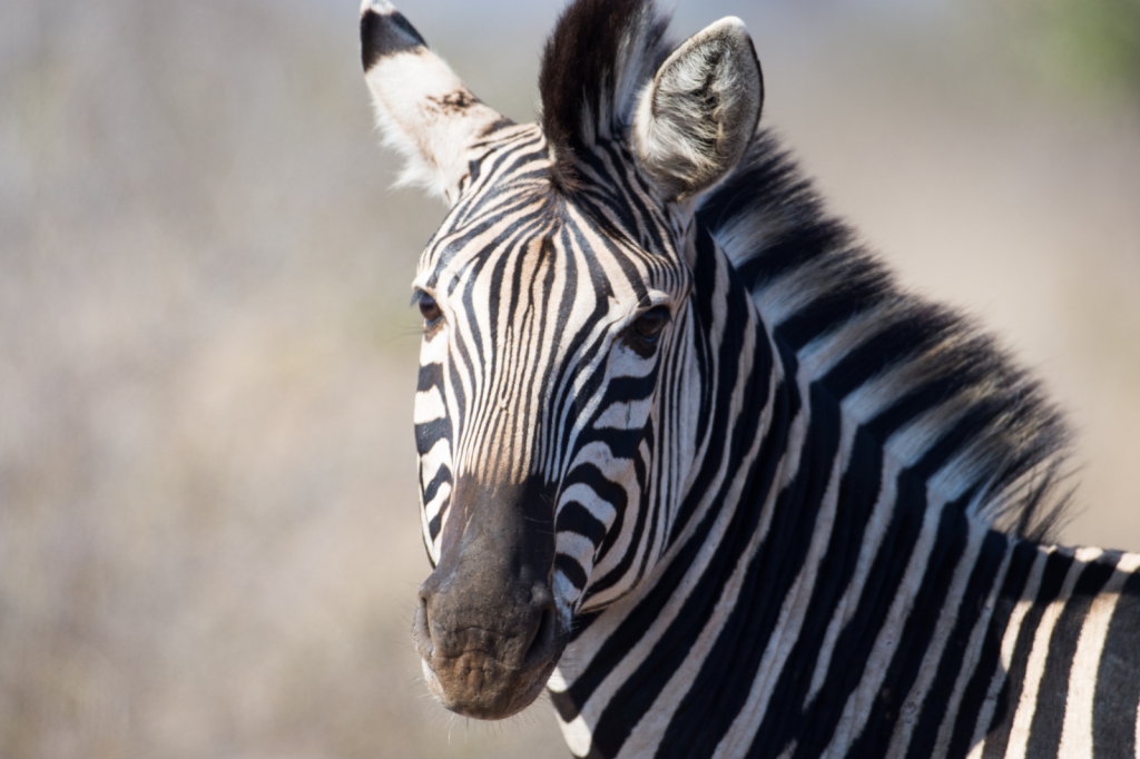 A close-up of a zebra standing and looking at the camera. The zebras distinctive black and white stripes are clearly visible, and the background is blurred, highlighting the animals features.