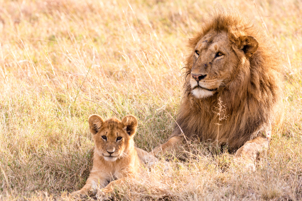 A male lion with a full mane and a lion cub rest together in tall, dry grass. The lion gazes attentively to the side, while the cub looks directly ahead. The setting appears to be a sunny savanna.