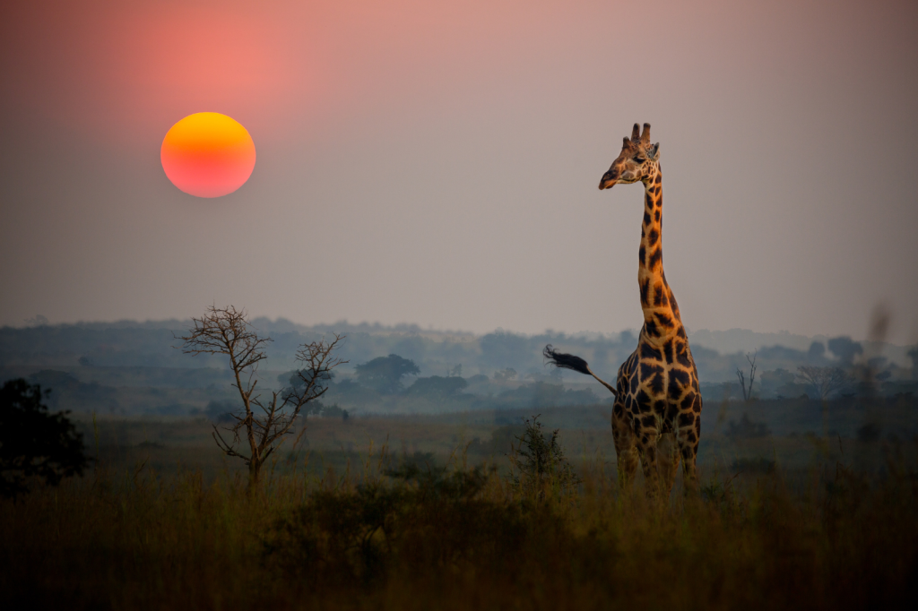 A solitary giraffe stands in a grassy savannah during a sunset. The sky is a gradient of pink and orange hues, with the sun glowing brightly near the horizon. Sparse trees dot the landscape.