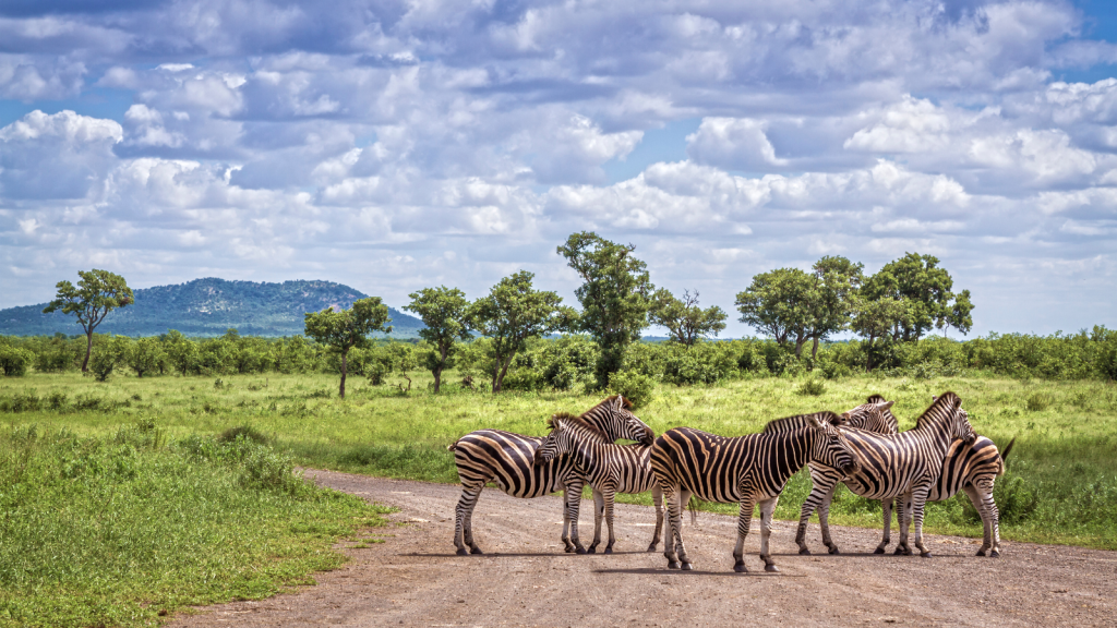 A group of zebras stands on a dirt road in a grassy savannah landscape, with green trees scattered and a distant hill under a partly cloudy sky.