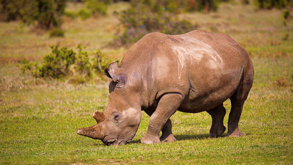 A rhino grazes on a grassy field. Its large body and distinctive horn are prominent. The background features a mix of greenery and open landscape under a clear sky.