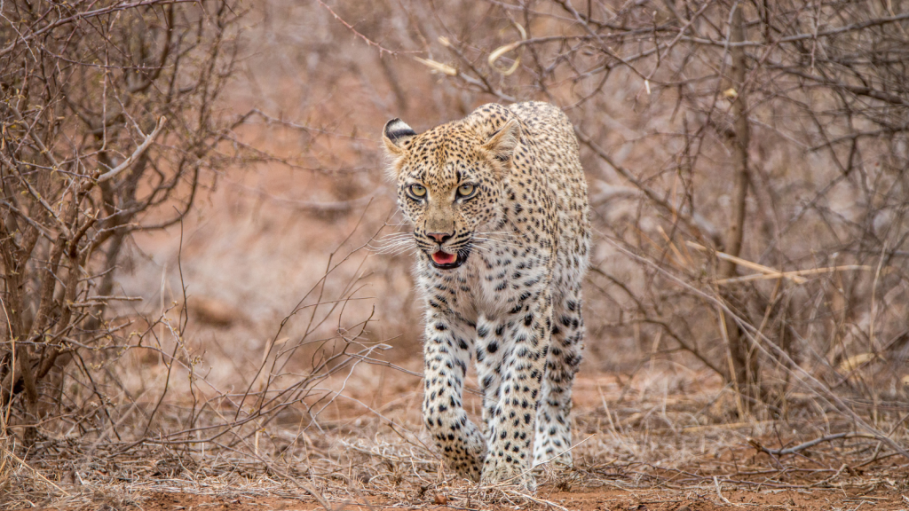 A leopard walking through a dry, sparse forest with a focused gaze. The background features brown and dry branches typical of a woodland setting.