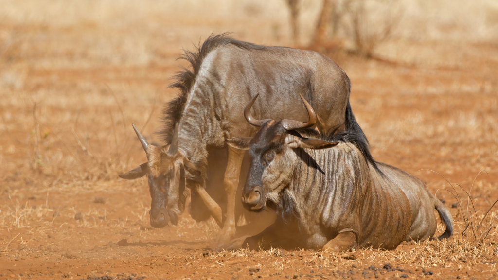 Two wildebeests in a dusty savannah. One is standing with its head lowered, while the other is lying on the ground. Both have long curved horns and shaggy manes, with dry grass and sparse vegetation in the background.