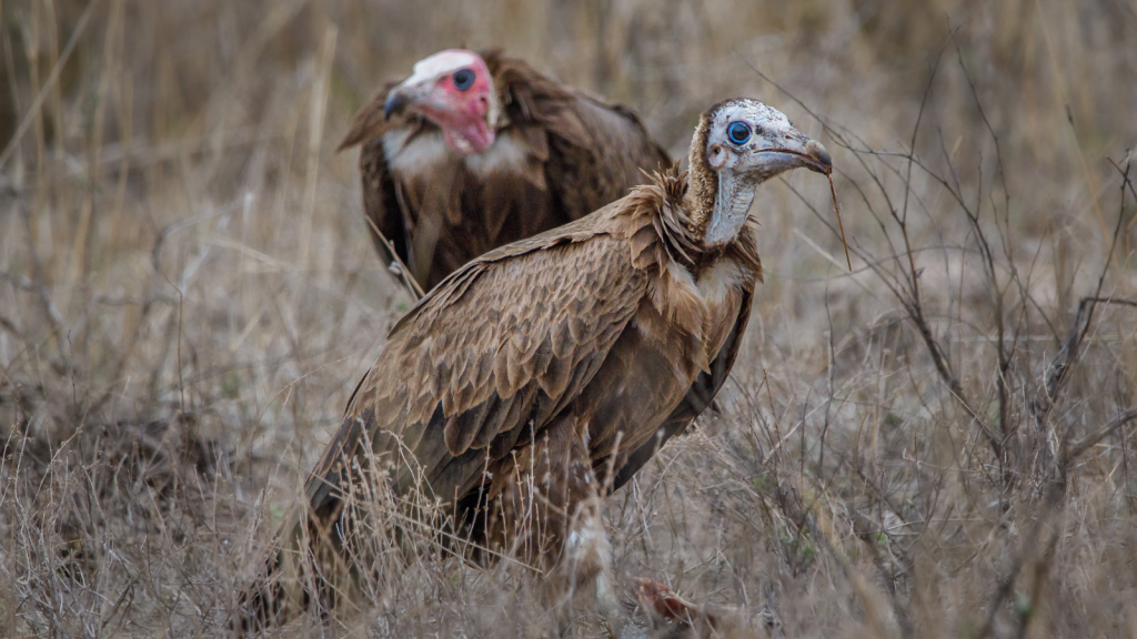 Two vultures stand on a grassy field, one in the foreground with mottled brown feathers and a blue face, and the other in the background with a reddish face. The scene is set in a dry, natural habitat.