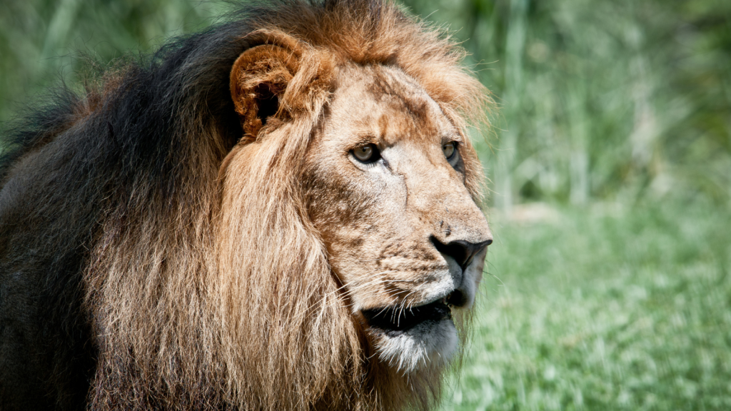 Close-up of a majestic lion with a lush mane looking intently to the side. The background is a blur of green, suggesting a natural setting. The lions face is illuminated by sunlight, highlighting its features.