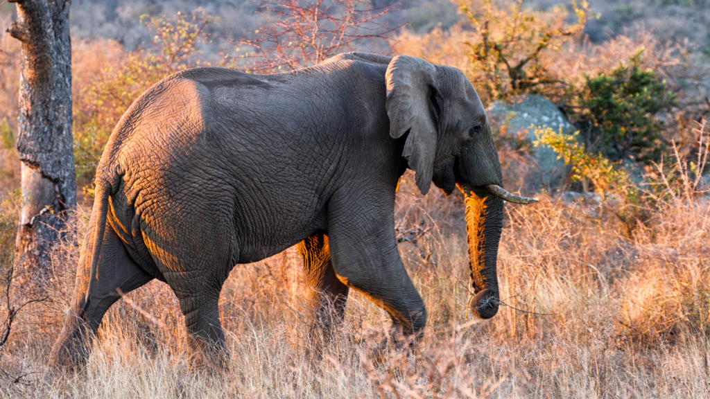 A lone elephant walks through dry grasslands surrounded by sparse trees and bushes. The scene is bathed in golden sunlight, highlighting the elephant’s textured skin and large ears.