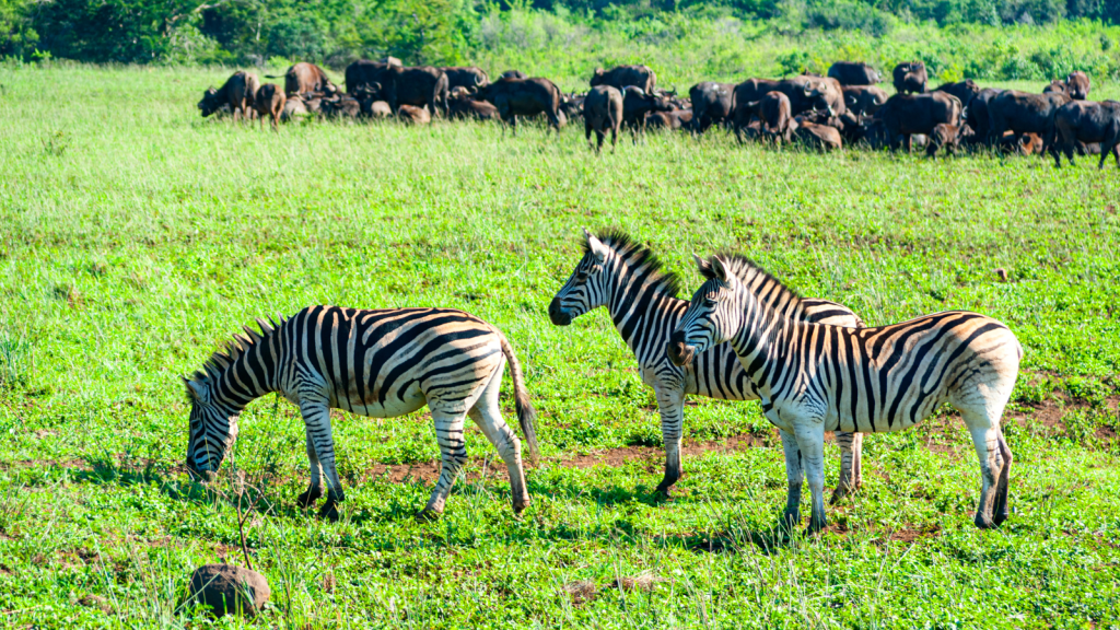 Three zebras standing and grazing on a lush green grassland, with a herd of buffalo gathered in the background. The scene is set in a natural, sunlit savannah environment.