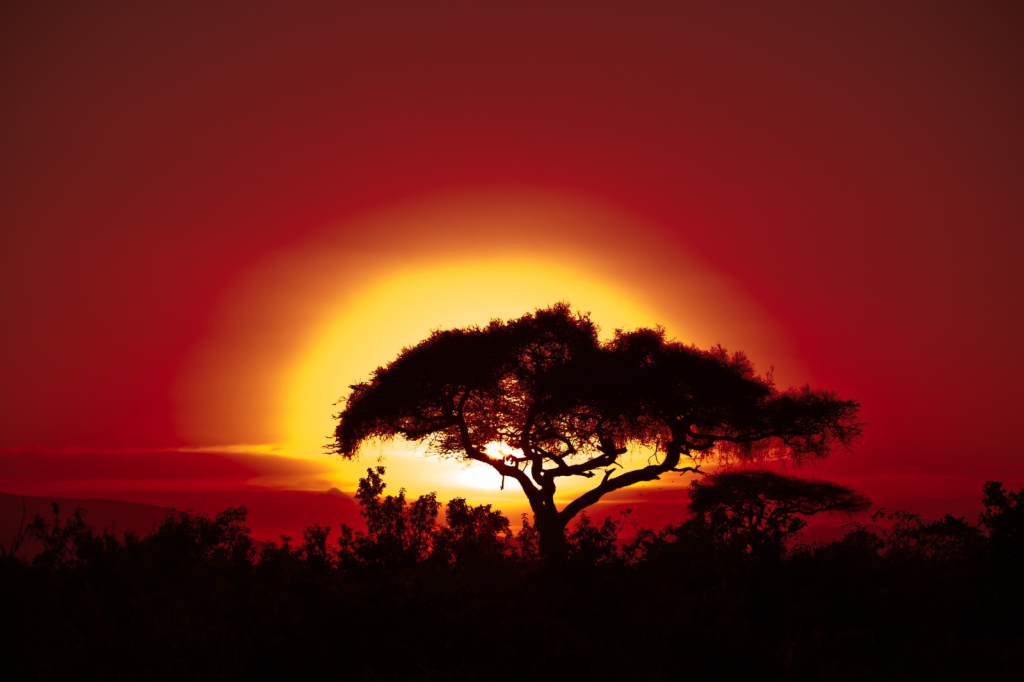 A silhouette of an acacia tree set against a vibrant African sunset, with the sky painted in shades of orange, red, and yellow, creating a warm and serene backdrop.