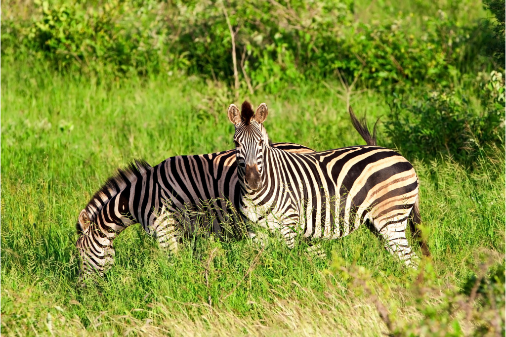 Two zebras stand in lush green grass. One zebra is grazing, while the other looks toward the camera. The background is filled with greenery and tall grass, conveying a serene, natural setting.