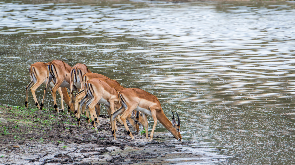 Five impalas are drinking water at the edge of a river. The waters surface reflects the light, and the animals are aligned side by side, with their heads lowered to drink. The scene is peaceful and natural.