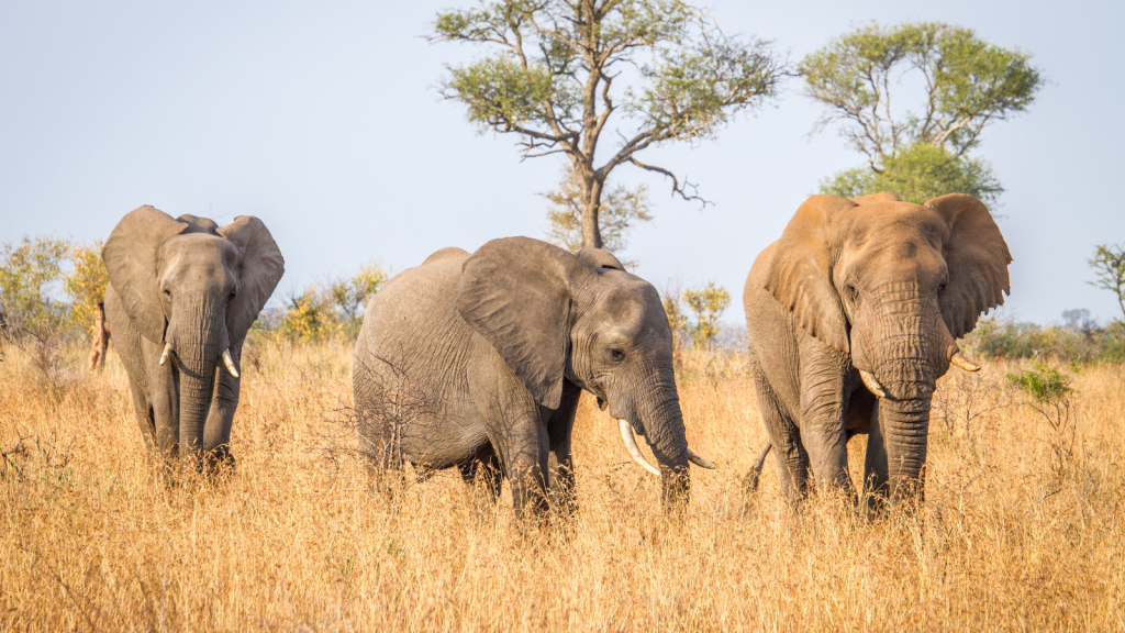 Three elephants stand together in tall, dry grass in a savanna landscape. Sparse trees are visible in the background under a clear sky.