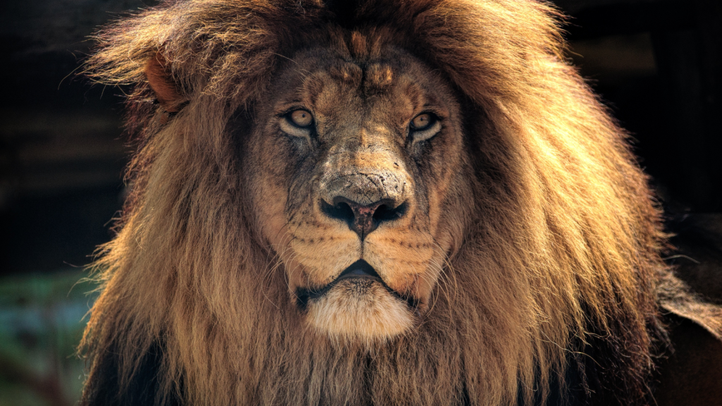 Close-up of a lion with a thick, golden mane, gazing intensely forward. The lighting highlights the texture of its fur, and its face is in sharp focus against a dark, blurred background.