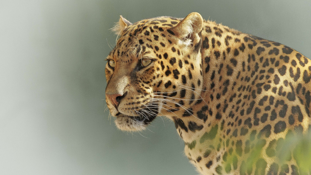 A close-up image of a leopard gazing sideways. Its coat features distinctive black rosettes on a golden background. The background is softly blurred, highlighting the leopards intense expression and majestic presence.