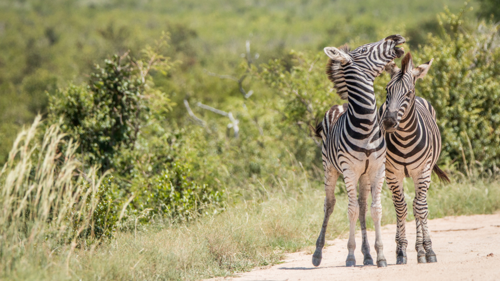 Two zebras nuzzle each other affectionately on a dirt path surrounded by lush green vegetation. Their black and white stripes stand out against the greenery, creating a serene wildlife scene.