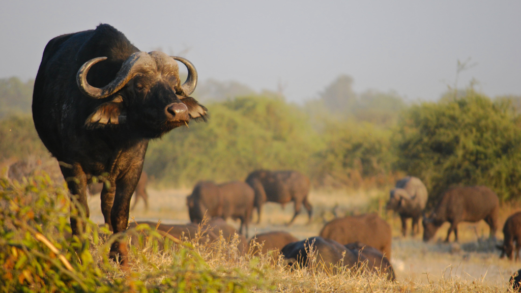 A large buffalo stands prominently in a grassy field, with a herd of buffalo grazing in the background. The sky is clear, and the surrounding foliage suggests a savanna environment.