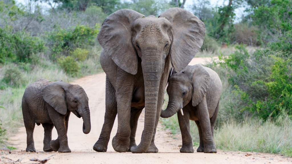 A large adult elephant and two smaller elephants walk side by side on a dirt path in a lush, green environment. The elephants appear calm and are surrounded by dense, green foliage and trees.