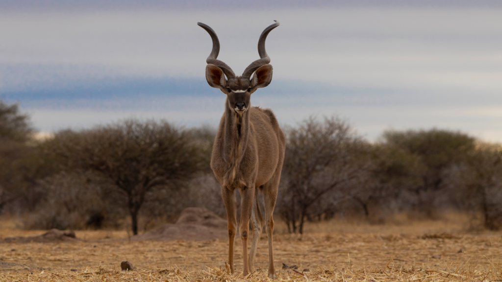 A kudu stands in a dry savanna landscape with spiraled horns curving back over its head. Sparse trees and a cloudy sky are in the background, creating a serene natural setting.