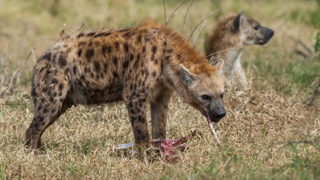 A spotted hyena stands over a piece of raw meat in a grassy field, feeding. Another hyena is visible in the background, looking in a different direction. The scene is set in a natural, outdoor environment.