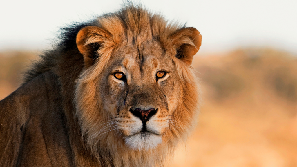 A close-up photo of a male lion with a thick mane and golden eyes. The background is a blurred, warm-toned landscape, highlighting the lions intense gaze and regal presence.