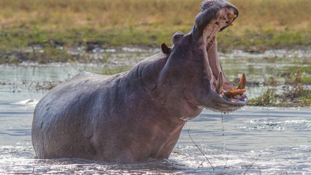 A hippopotamus stands in shallow water with its mouth wide open, showing its large teeth. The background consists of grassy, blurred wetlands under a bright sky.