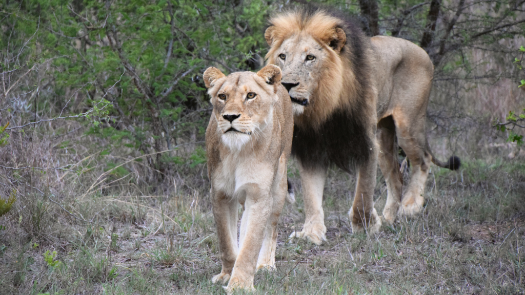 A lion and a lioness walking through a grassy area with trees in the background. The lion has a prominent mane, and both have focused expressions, characteristic of their majestic appearance in their natural habitat.